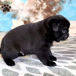 Greg, Pug Puppy